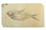 Fossil Fish (Diplomystus) - Wyoming #240403-1